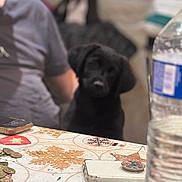 Perle participe au concours pour gagner de l'argent avec cette photo : dog, black_dog, table, coins, phone, water_bottle, person, gray_shirt, indoor, blur, background, festive_tablecloth, snowflake_pattern, star_pattern, sitting, pet, domestic_animal, household, waiting, casual