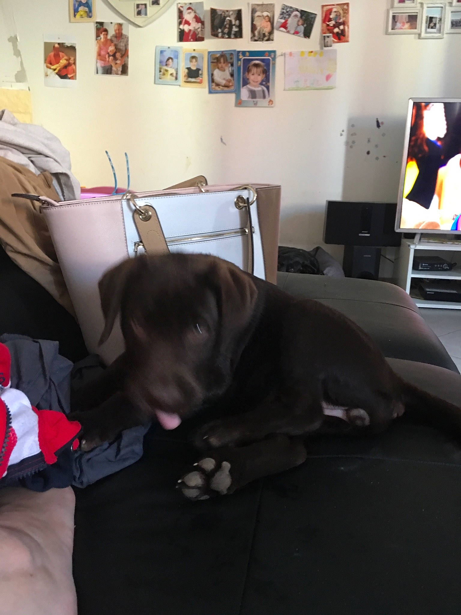 Prada participe au concours pour gagner de l'argent avec cette photo : canidae, carnivore, companion_dog, dog, dog_breed, floor, great_dane, labrador_retriever, pointing_breed, puppy, retriever, room, snout, sporting_group, weimaraner