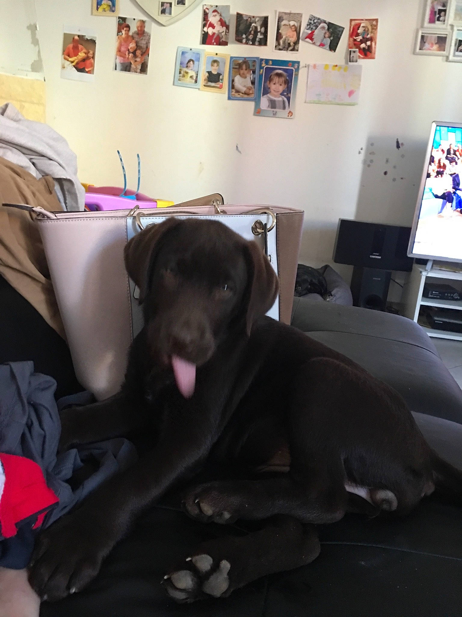 Prada participe au concours pour gagner de l'argent avec cette photo : canidae, carnivore, companion_dog, dog, dog_breed, ear, floor, furniture, great_dane, guard_dog, labrador_retriever, non_sporting_group, patterdale_terrier, pointing_breed, puppy, retriever, room, snout, sporting_group, weimaraner