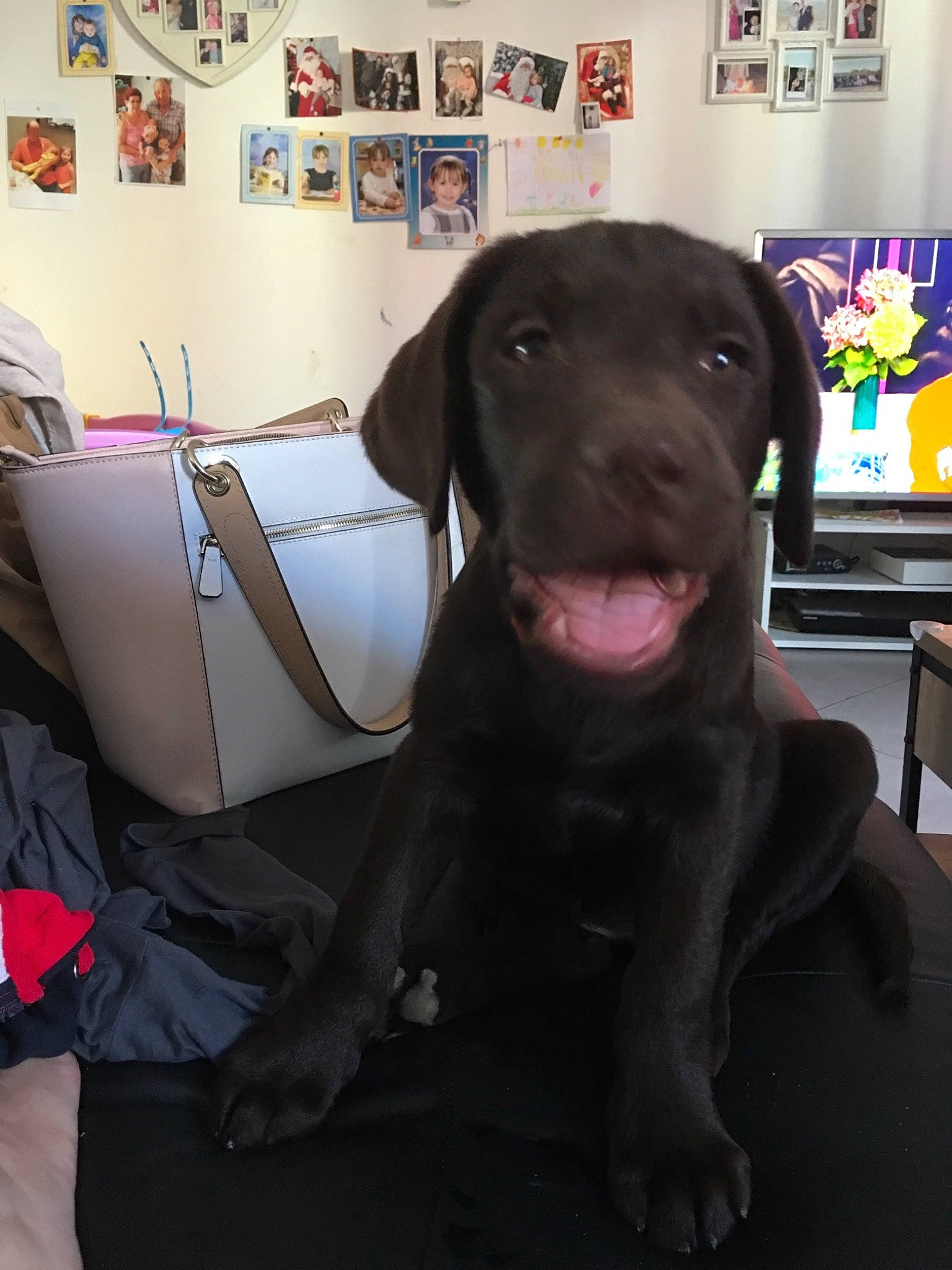 Prada participe au concours pour gagner de l'argent avec cette photo : beagador, borador, canidae, carnivore, companion_dog, dog, dog_breed, fawn, great_dane, labrador_retriever, liver, mammal, patterdale_terrier, pointing_breed, puppy, rare_breed_dog, retriever, snout, sporting_group, weimaraner