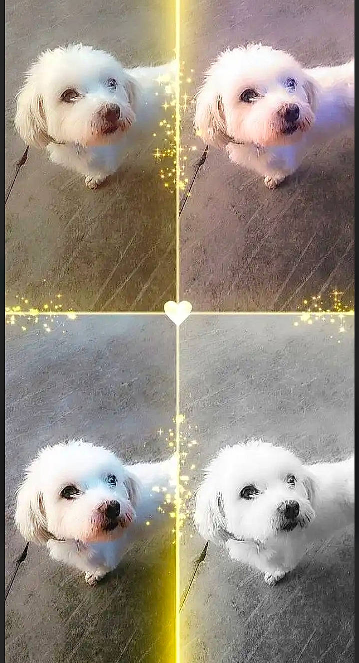 Boulette Idefix a rejoint le concours — aidez-le/la à gagner de superbes lots ! art, carnivore, circle, collage, companion_dog, dog, dog_breed, fur, happy, light, mammal, photograph, small_terrier, snapshot, snout, stock_photography, terrier, toy_dog, vertebrate, white