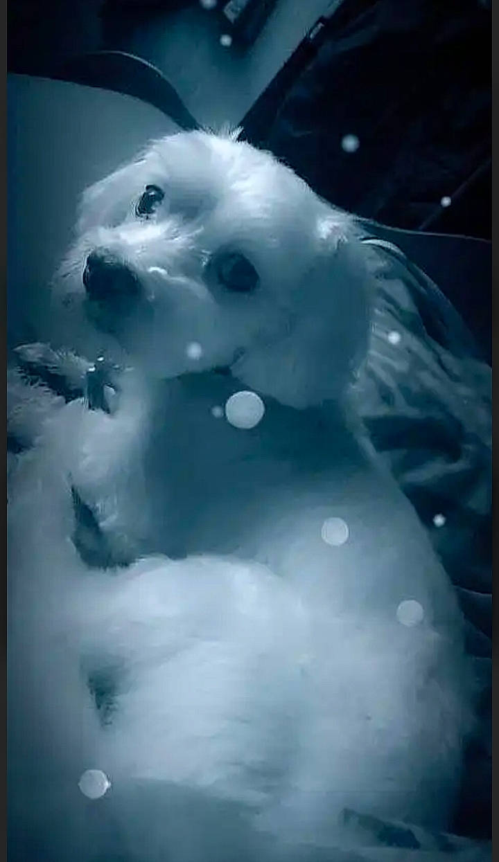 Boulette Idefix participe au concours pour gagner de l'argent avec cette photo : art, carnivore, companion_dog, darkness, dog_breed, felidae, fur, head, monochrome, monochrome_photography, organism, small_to_medium_sized_cats, snout, still_life_photography, tail, toy, visual_arts, whiskers