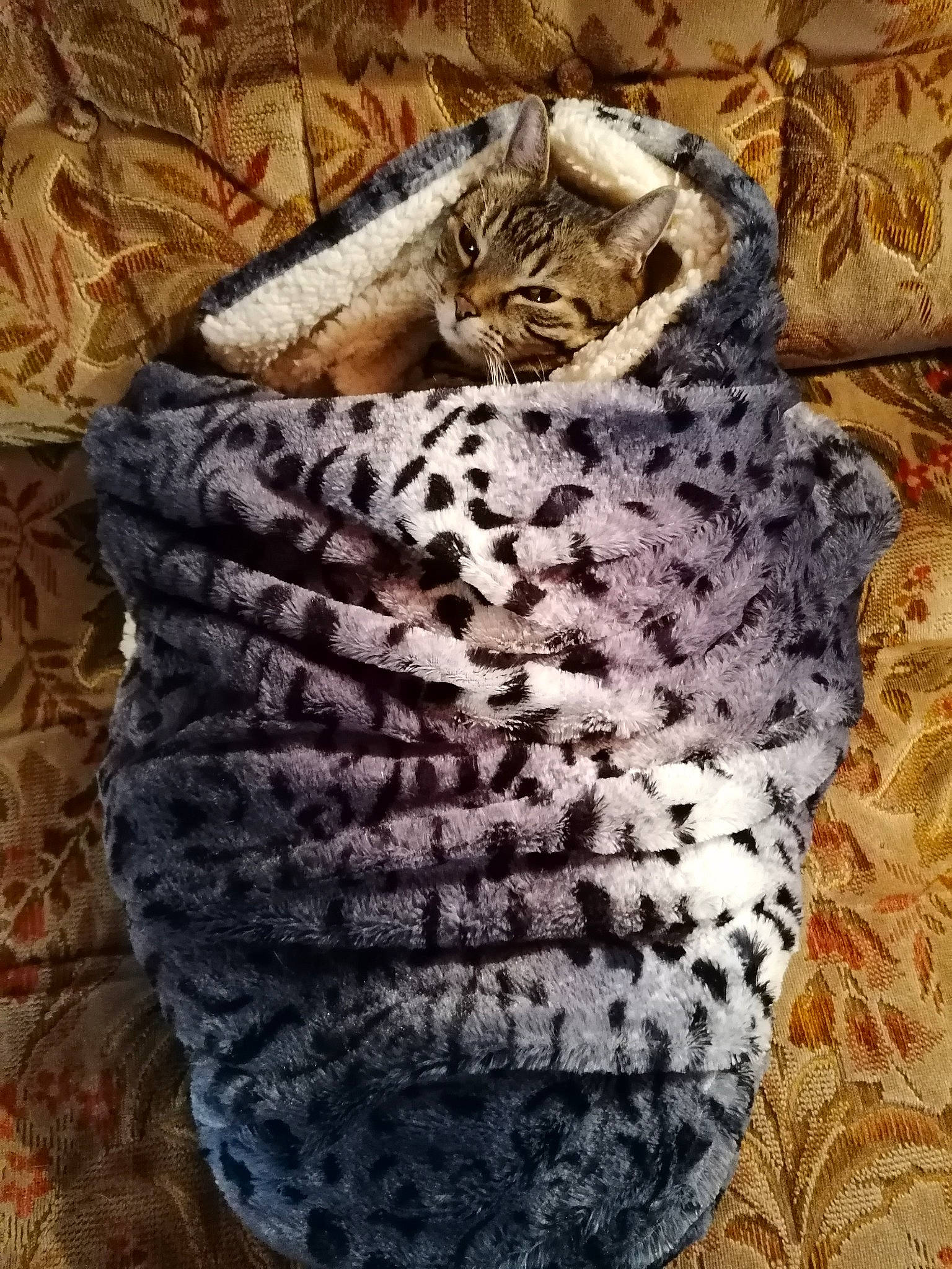 Snoopy a rejoint le concours — aidez-le/la à gagner de superbes lots ! big_cats, cat, felidae, fur, illustration, pattern, shoe