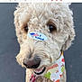 Gracie Marie is registered to the contest to win money with this photo: dog, curly_fur, cream_colored, close_up, leash, bandana, sticker, i_voted, outdoor, pavement, happy, playful, pet, animal, face, nose, smiling, cute, portrait, daylight