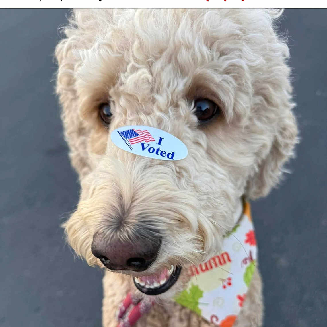 Gracie Marie is registered to the contest to win money with this photo: animal, bandana, close_up, cream_colored, curly_fur, cute, daylight, dog, face, happy, i_voted, leash, nose, outdoor, pavement, pet, playful, portrait, smiling, sticker