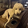 dog, poodle, leather_sofa, recliner, brown, indoor, pet, resting, curly_fur, armrest, living_room, furniture, cozy, relaxed, canine, domestic_animal, companion, house_pet, animal, cute