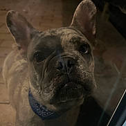 Bluey joined the competition — help win amazing prizes! dog, french_bulldog, bandana, close_up, pet, animal, indoors, tile_floor, glass_door, curious, face, ears, snout, portrait, looking_up, brown, black, fur, domestic_animal, companion