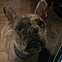 dog, french_bulldog, bandana, close_up, pet, animal, indoors, tile_floor, glass_door, curious, face, ears, snout, portrait, looking_up, brown, black, fur, domestic_animal, companion