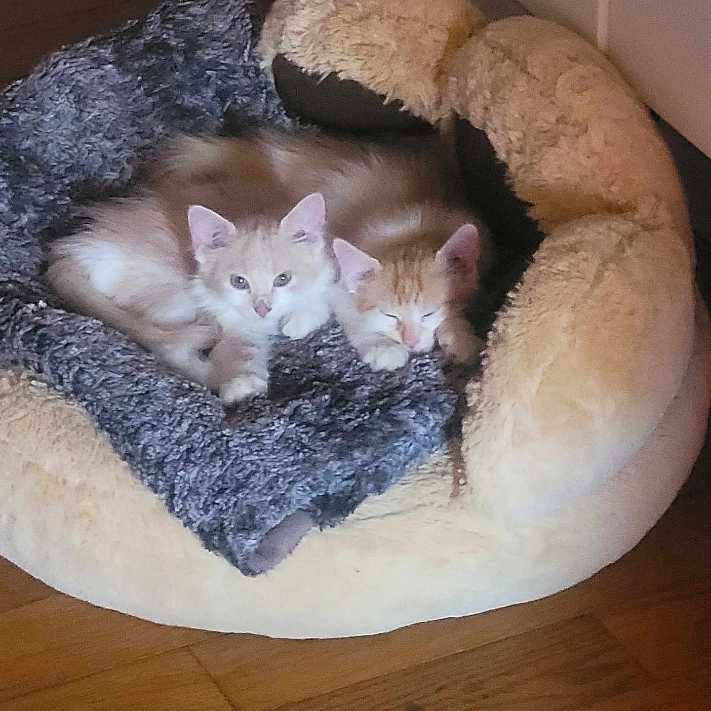 Ava Et Rouki a rejoint le concours — aidez-le/la à gagner de superbes lots ! animal, blanket, cat, companions, cozy, cute, domestic_animal, feline, fur, indoor, kitten, pet_bed, relaxing, resting, sleeping, small_pet, soft_texture, two_animals, wooden_floor, young_cat