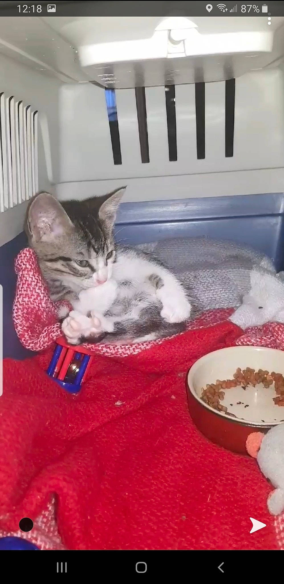 Mio a rejoint le concours — aidez-le/la à gagner de superbes lots ! asian, carnivore, cat, domestic_short_haired_cat, european_shorthair, felidae, german_rex, kitten, small_to_medium_sized_cats, whiskers