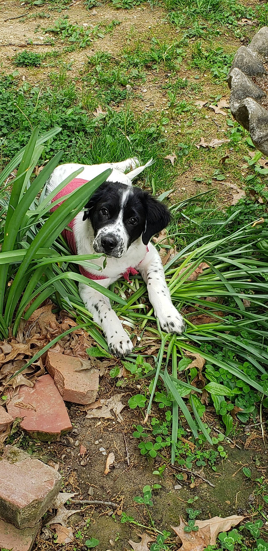 Arlo is registered to the contest to win money with this photo: canidae, carnivore, companion_dog, dog, dog_breed, dog_collar, grass, grass_family, groundcover, hunting_dog, non_sporting_group, plant, shrub, soil, sporting_group, tail, terrestrial_plant, working_animal, working_dog