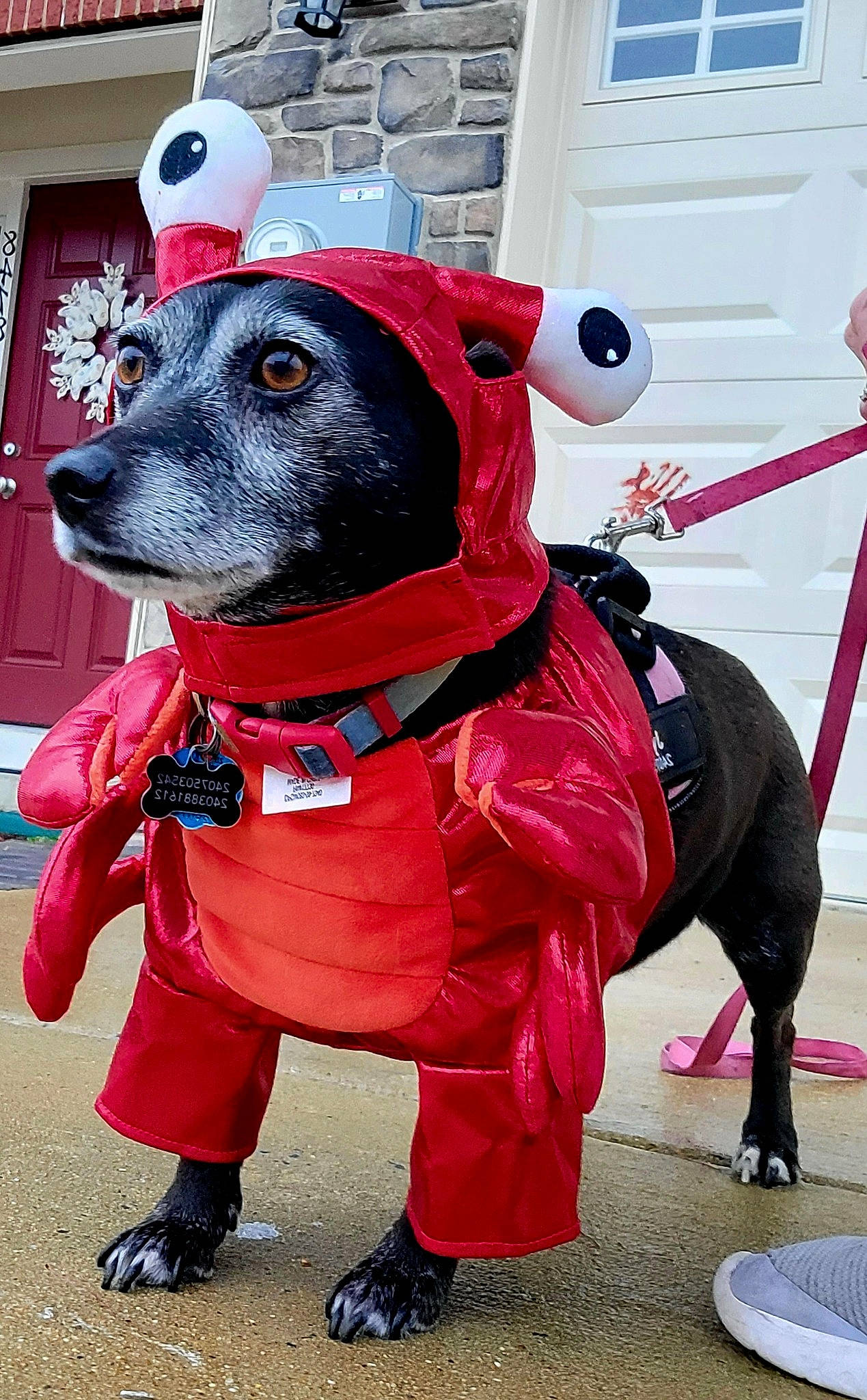 Jynxx joined the competition — help win amazing prizes! canidae, carnivore, collar, companion_dog, costume, dog, dog_breed, dog_clothes, dog_collar, dog_supply, door, leash, mammal, personal_protective_equipment, pet_supply, pink, snout, sporting_group, window, working_animal