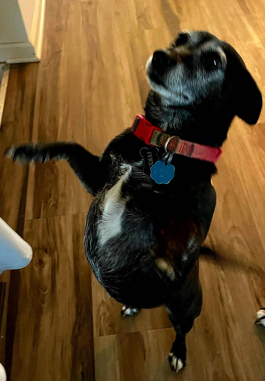 Jynxx joined the competition — help win amazing prizes! canidae, carnivore, collar, companion_dog, dog, dog_breed, dog_collar, dog_supply, fashion_accessory, fawn, floor, flooring, hardwood, leash, liver, pet_supply, snout, tail, wood, working_animal