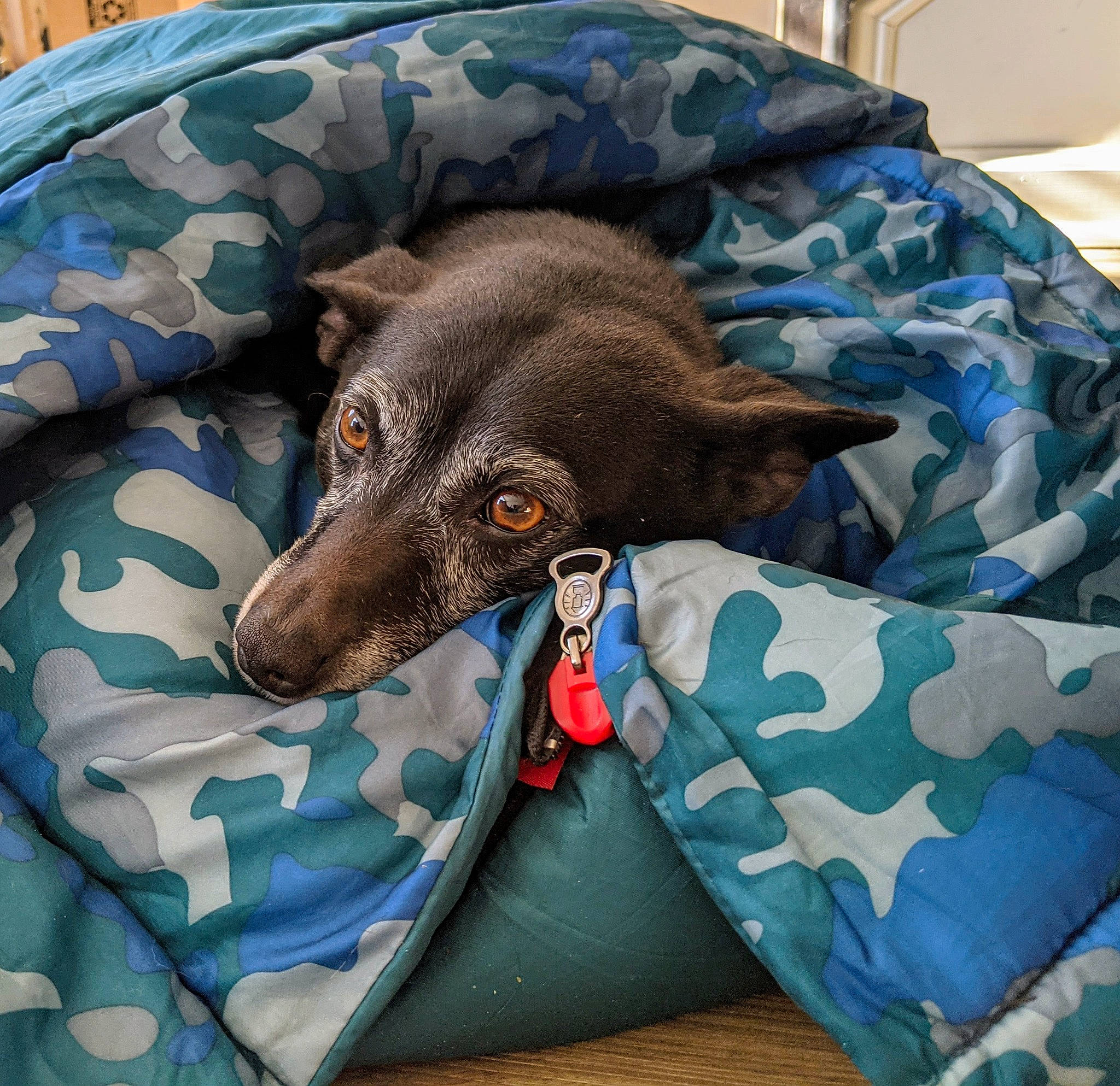 Jynxx joined the competition — help win amazing prizes! canidae, carnivore, collar, comfort, companion_dog, dog, dog_bed, dog_breed, dog_collar, dog_supply, fang, fashion_accessory, fawn, linens, liver, pattern, pet_supply, toy_dog, whiskers, working_animal