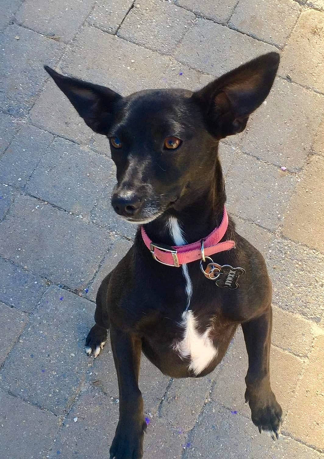 Jynxx joined the competition — help win amazing prizes! canidae, carnivore, collar, companion_dog, dog, dog_breed, dog_collar, dog_supply, fashion_accessory, fawn, liver, paw, pet_supply, plant, road_surface, snout, sporting_group, whiskers, working_animal, working_dog