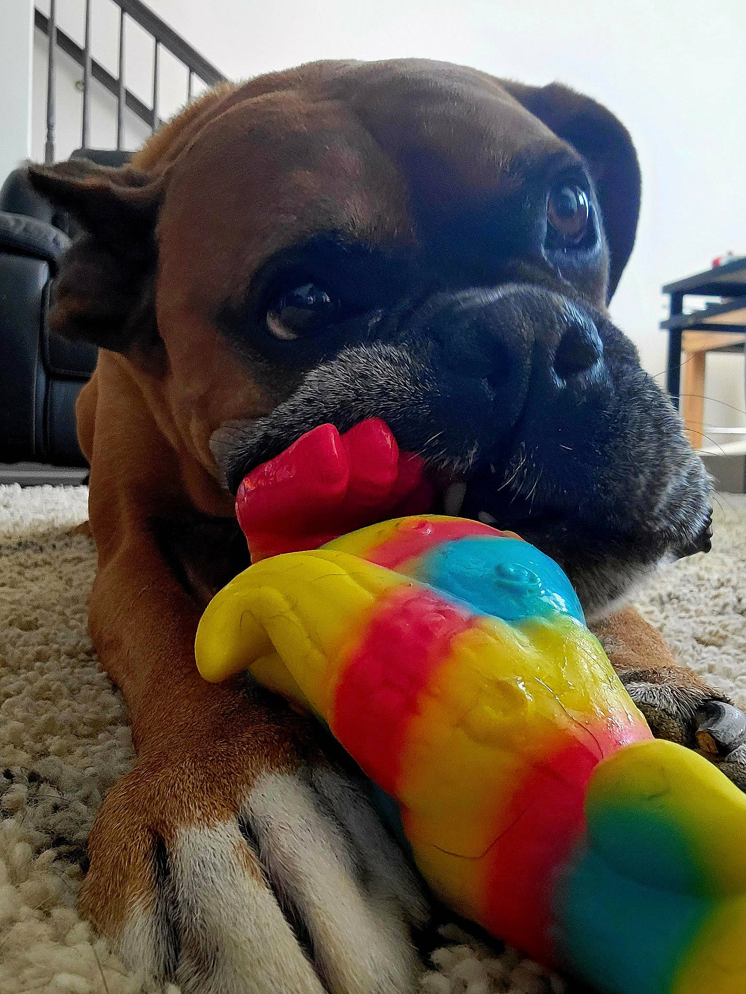 Sharky is registered to the contest to win money with this photo: boxer, canidae, carnivore, collar, companion_dog, dog, dog_breed, dog_collar, dog_supply, dog_toy, fawn, liver, mammal, pet_supply, sky, snout, sporting_group, tail, working_animal, wrinkle