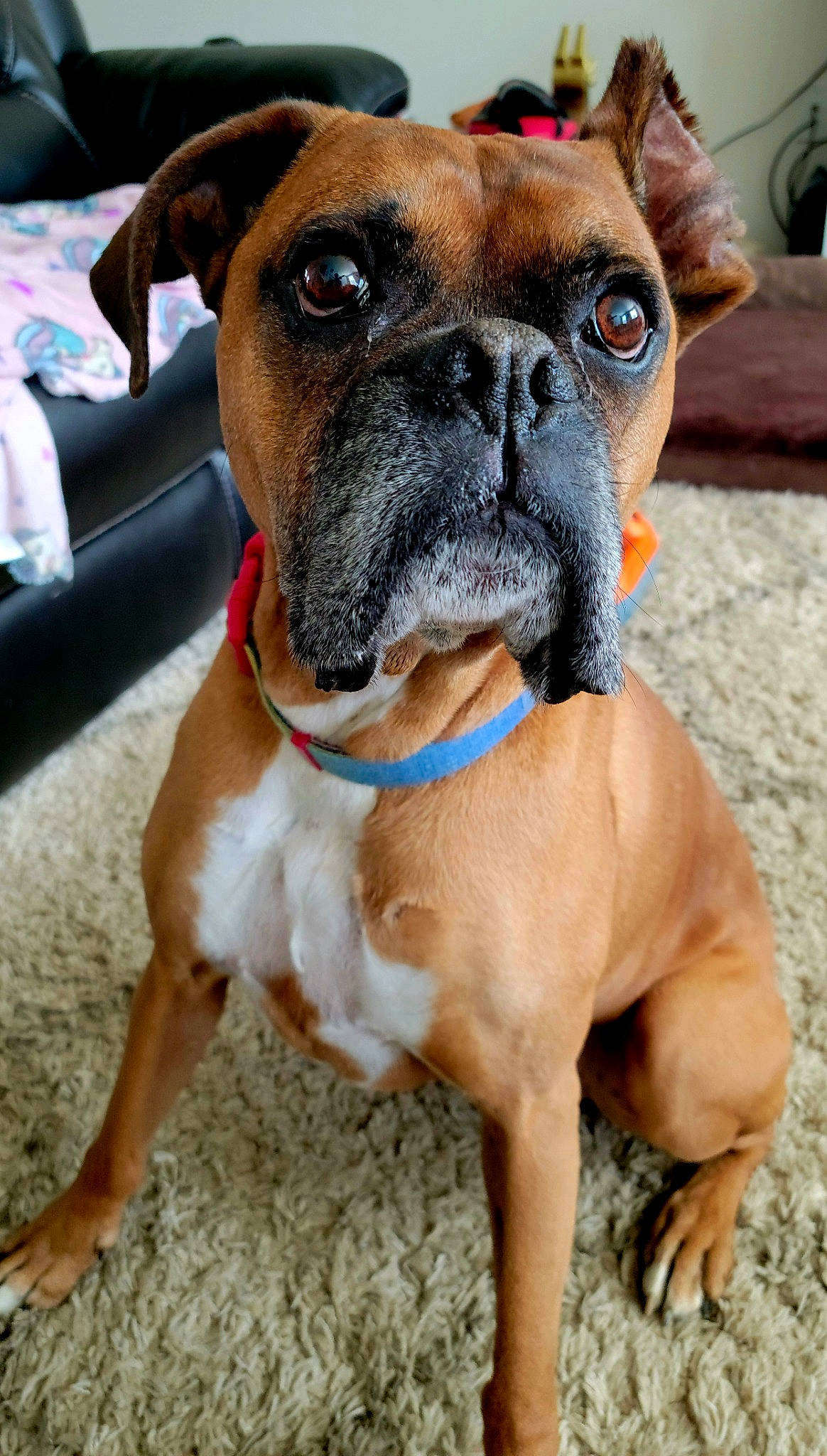 Sharky joined the competition — help win amazing prizes! ancient_dog_breeds, boxer, canidae, carnivore, collar, companion_dog, dog, dog_breed, dog_collar, fawn, giant_dog_breed, liver, molosser, non_sporting_group, snout, sporting_group, whiskers, working_animal, working_dog, wrinkle