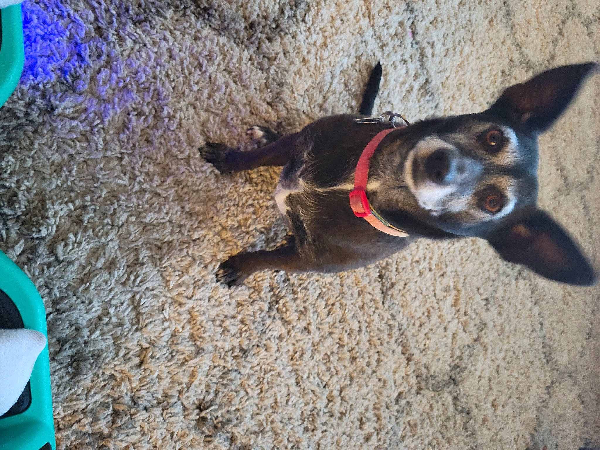 Sharky joined the competition — help win amazing prizes! blue, canidae, carmine, carnivore, collar, companion_dog, dog, dog_breed, dog_collar, dog_supply, electric_blue, fawn, leash, paw, snout, soil, sporting_group, tail, whiskers, working_animal