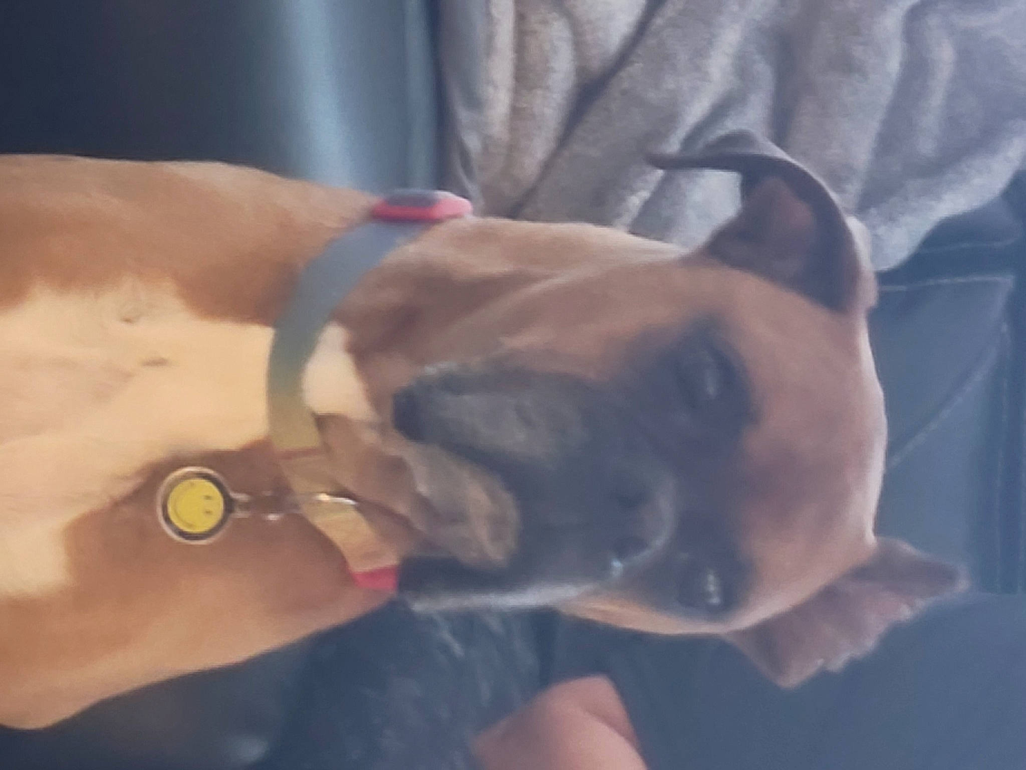 Sharky is registered to the contest to win money with this photo: analog_watch, barechested, canidae, carnivore, collar, companion_dog, dog, dog_breed, dog_collar, ear, fawn, gesture, snout, sporting_group, sunglasses, vertebrate, whiskers, working_animal, wrinkle, wrist