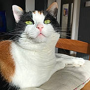 Nami a rejoint le concours — aidez-le/la à gagner de superbes lots ! animal, calico, cat, chair, closeup, cozy, cushion, domestic_cat, feline, fur, green_eyes, home, indoor, pet, pink_nose, portrait, relaxed, resting, table, whiskers