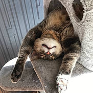 Grisou a rejoint le concours — aidez-le/la à gagner de superbes lots ! cat, tabby, sleeping, upside_down, paws, cat_tree, feline, indoor, sunlight, relaxed, pet, cozy, fur, whiskers, claws, soft, gray, striped, resting, home
