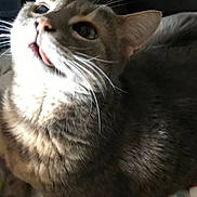 Grisou participe au concours pour gagner de l'argent avec cette photo : animal, blanket, cat, close_up, cozy, curious, cute, domestic, feline, fur, indoor, looking_up, pet, polka_dot, portrait, resting, soft_light, tabby, tongue, whiskers