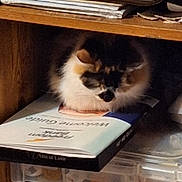 Smores is registered to the contest to win money with this photo: animal, booklet, calico, cat, closeup, cozy, documents, domestic_pet, feline, fluffy, fur, indoor, papers, plastic_containers, quiet, resting, shelving, sitting, still_life, wooden_shelf