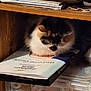 animal, booklet, calico, cat, closeup, cozy, documents, domestic_pet, feline, fluffy, fur, indoor, papers, plastic_containers, quiet, resting, shelving, sitting, still_life, wooden_shelf