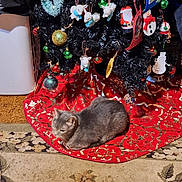 Trouble joined the competition — help win amazing prizes! animal_ornaments, black_tree, carpet, cat, christmas, christmas_tree, cozy, decor, festive, floor, gold, gray_cat, holiday, holiday_decorations, indoor, ornaments, red, relaxed_cat, resting_cat, tree_skirt