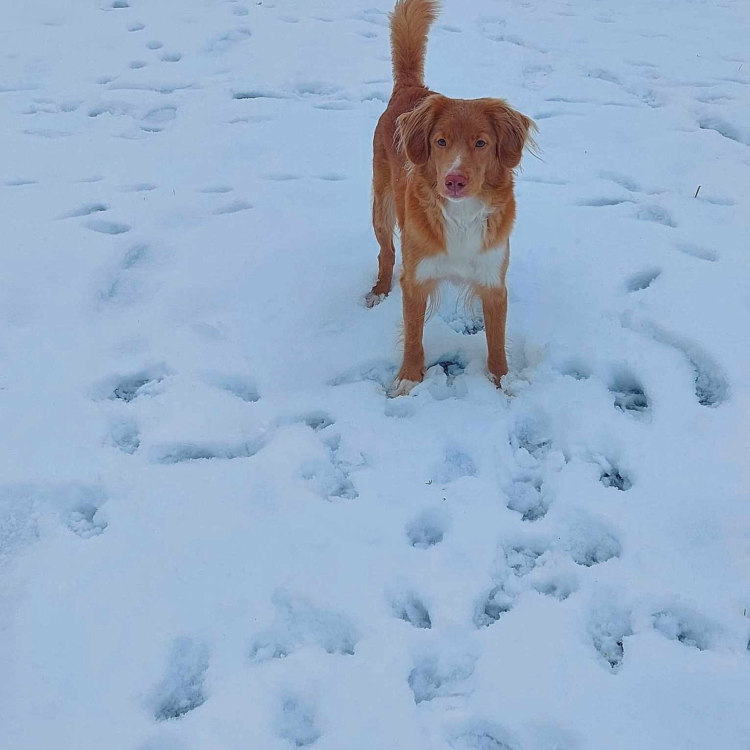 Korra