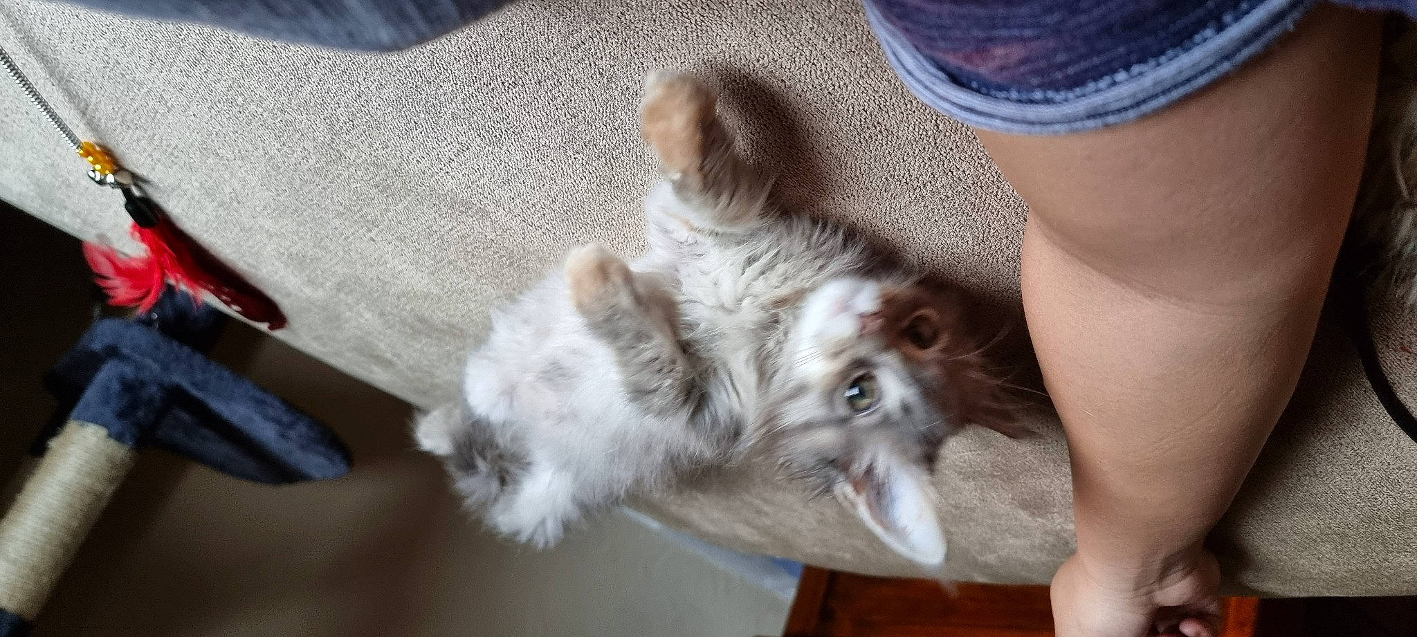 Harumi is registered to the contest to win money with this photo: canidae, carnivore, cat, claw, comfort, companion_dog, dog_breed, domestic_short_haired_cat, ear, fawn, felidae, foot, fur, human_leg, paw, small_to_medium_sized_cats, snout, sporting_group, tail, whiskers