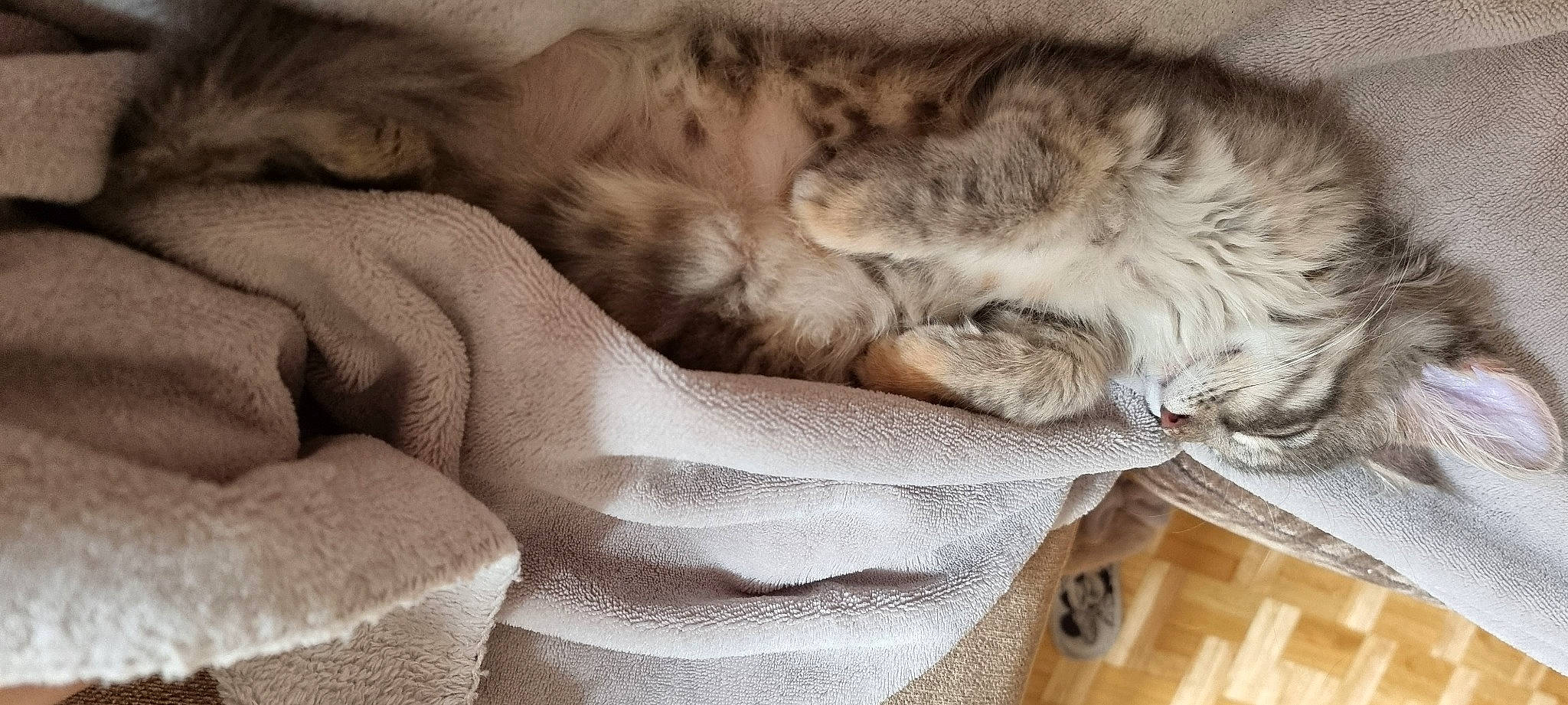 Harumi is registered to the contest to win money with this photo: bed_sheet, bedding, carnivore, cat, cloud, comfort, domestic_short_haired_cat, fawn, felidae, fur, grey, linens, metal, nap, paw, small_to_medium_sized_cats, snout, tail, whiskers, wood