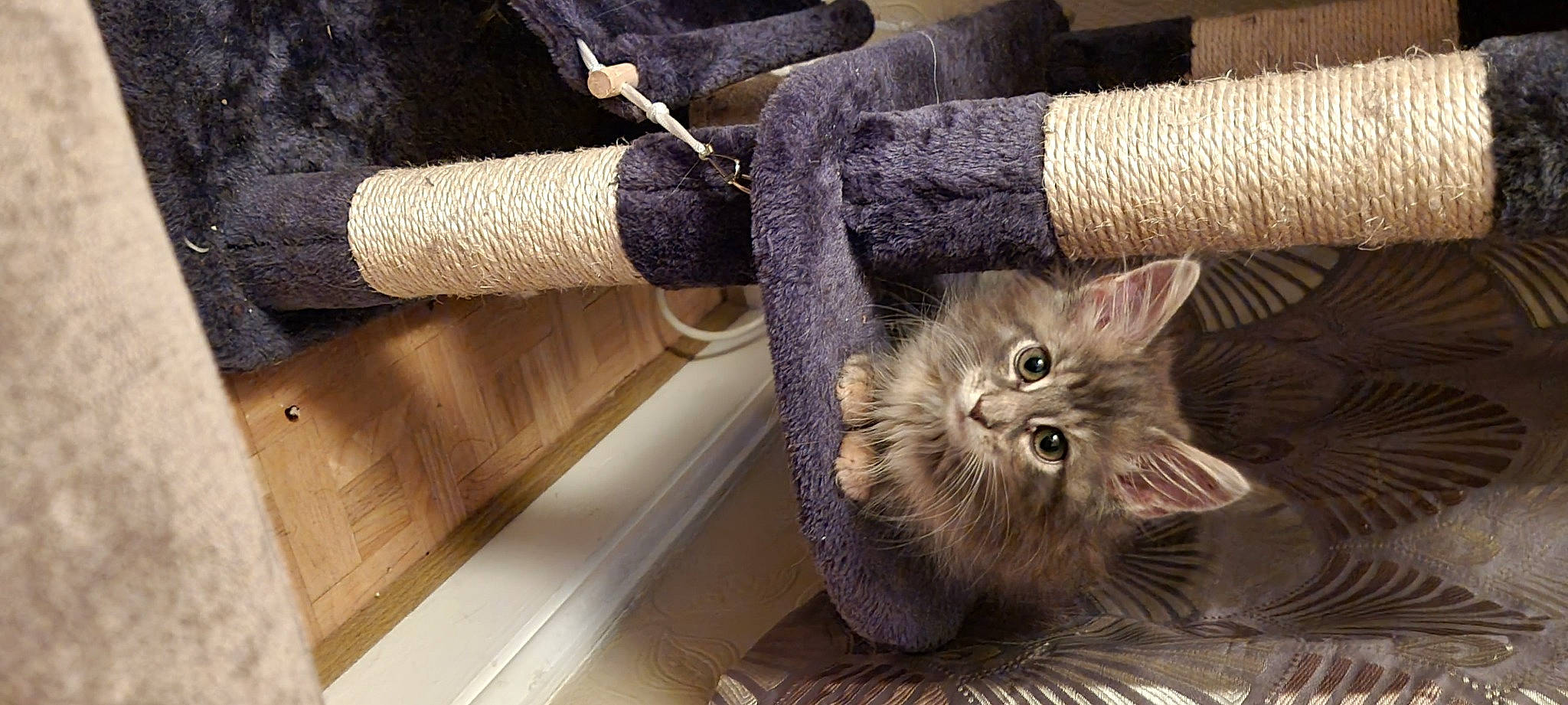 Harumi joined the competition — help win amazing prizes! carnivore, cat, chair, comfort, creative_arts, domestic_short_haired_cat, fawn, felidae, flooring, fur, grey, hardwood, human_leg, small_to_medium_sized_cats, spinning, tail, textile, whiskers, wood, wool