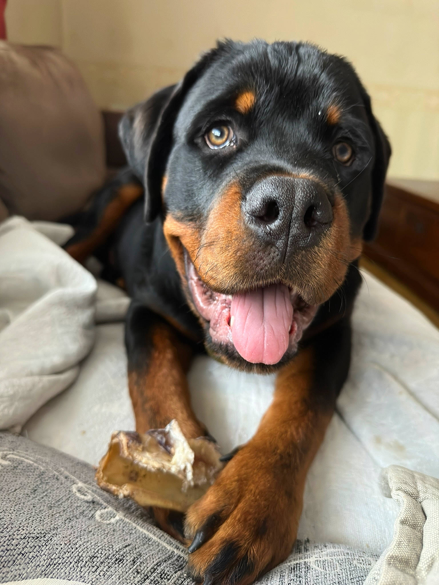 Max joined the competition — help win amazing prizes! ball, bored, canidae, carnivore, companion_dog, dog, dog_breed, fur, guard_dog, hunting_dog, paw, recipe, rottweiler, snout, sporting_group, terrestrial_animal, whiskers, working_animal, working_dog