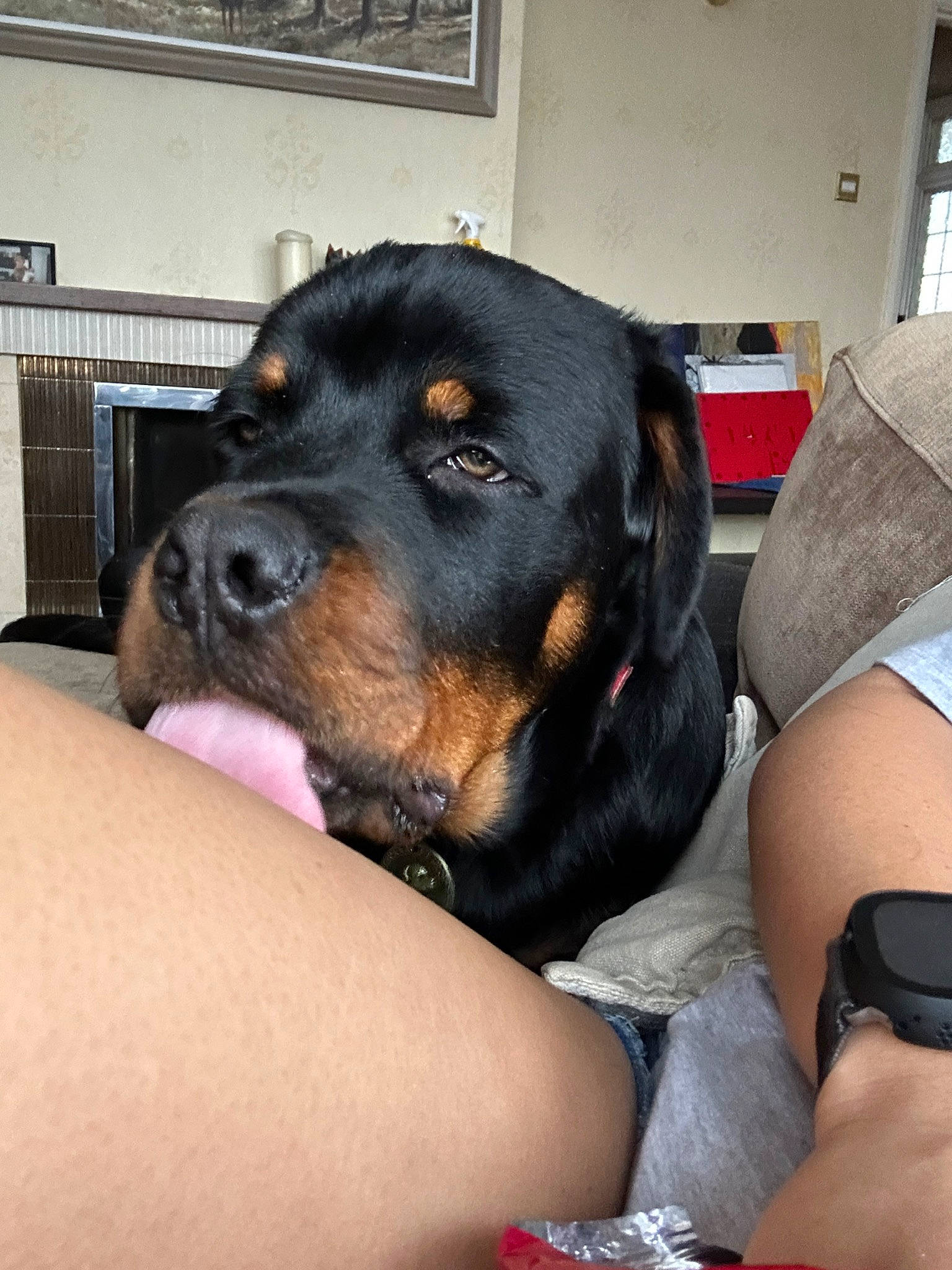 Max joined the competition — help win amazing prizes! canidae, carnivore, comfort, companion_dog, dog, dog_breed, ear, elbow, human_leg, hunting_dog, paw, snout, sporting_group, whiskers, working_animal, working_dog, wrist