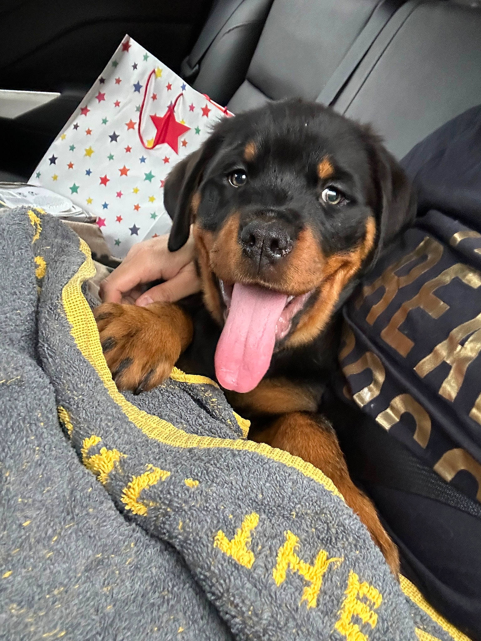 Max is registered to the contest to win money with this photo: beer, canidae, carnivore, comfort, companion_dog, dog, dog_breed, dog_supply, fur, guard_dog, linens, pattern, paw, pinscher, sitting, sporting_group, toy_dog, working_animal, working_dog