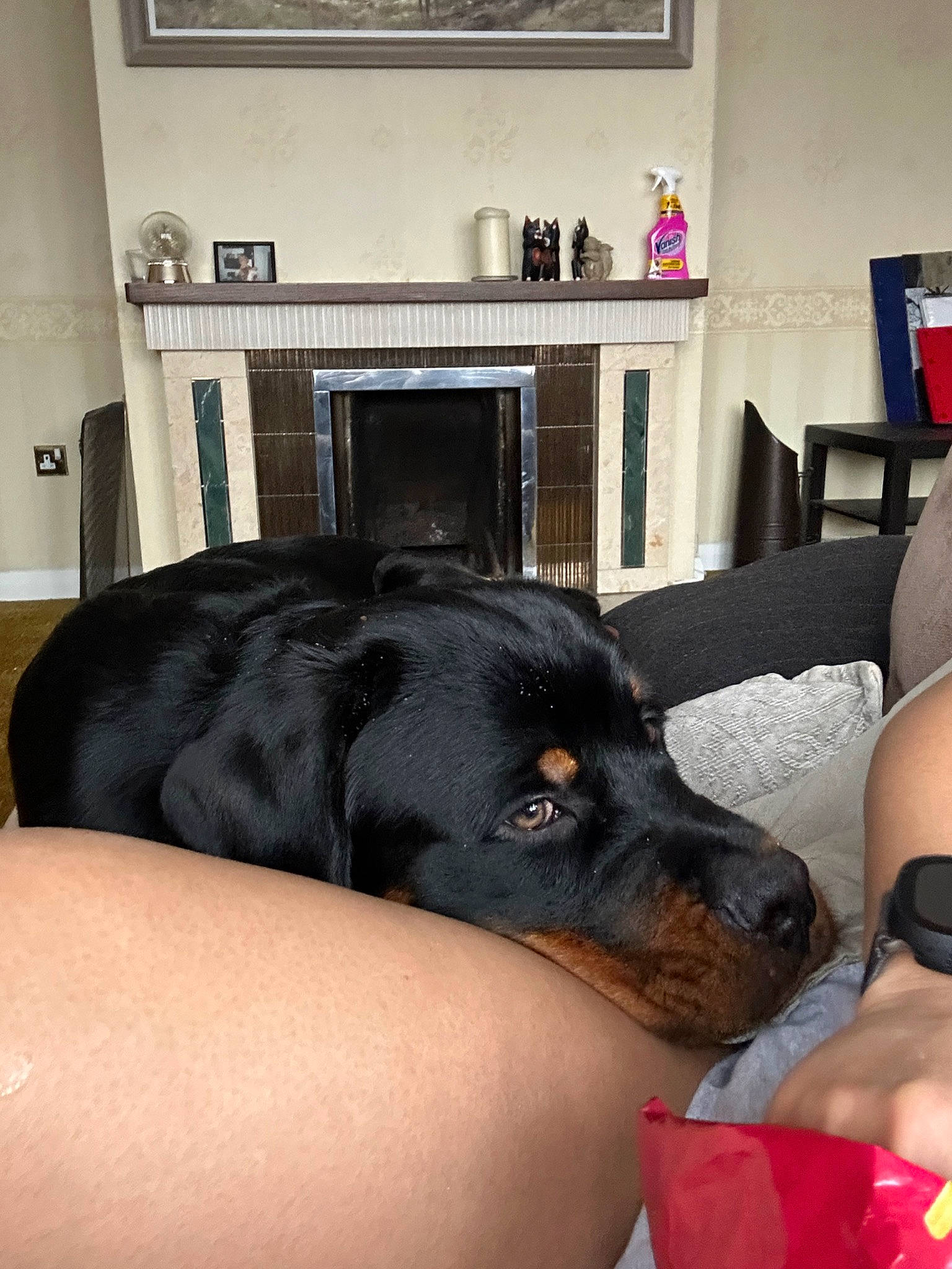 Max is registered to the contest to win money with this photo: carnivore, chair, comfort, companion_dog, couch, dog, dog_breed, ear, floor, flooring, hardwood, living_room, picture_frame, room, shelving, sitting, snout, sporting_group, television, whiskers