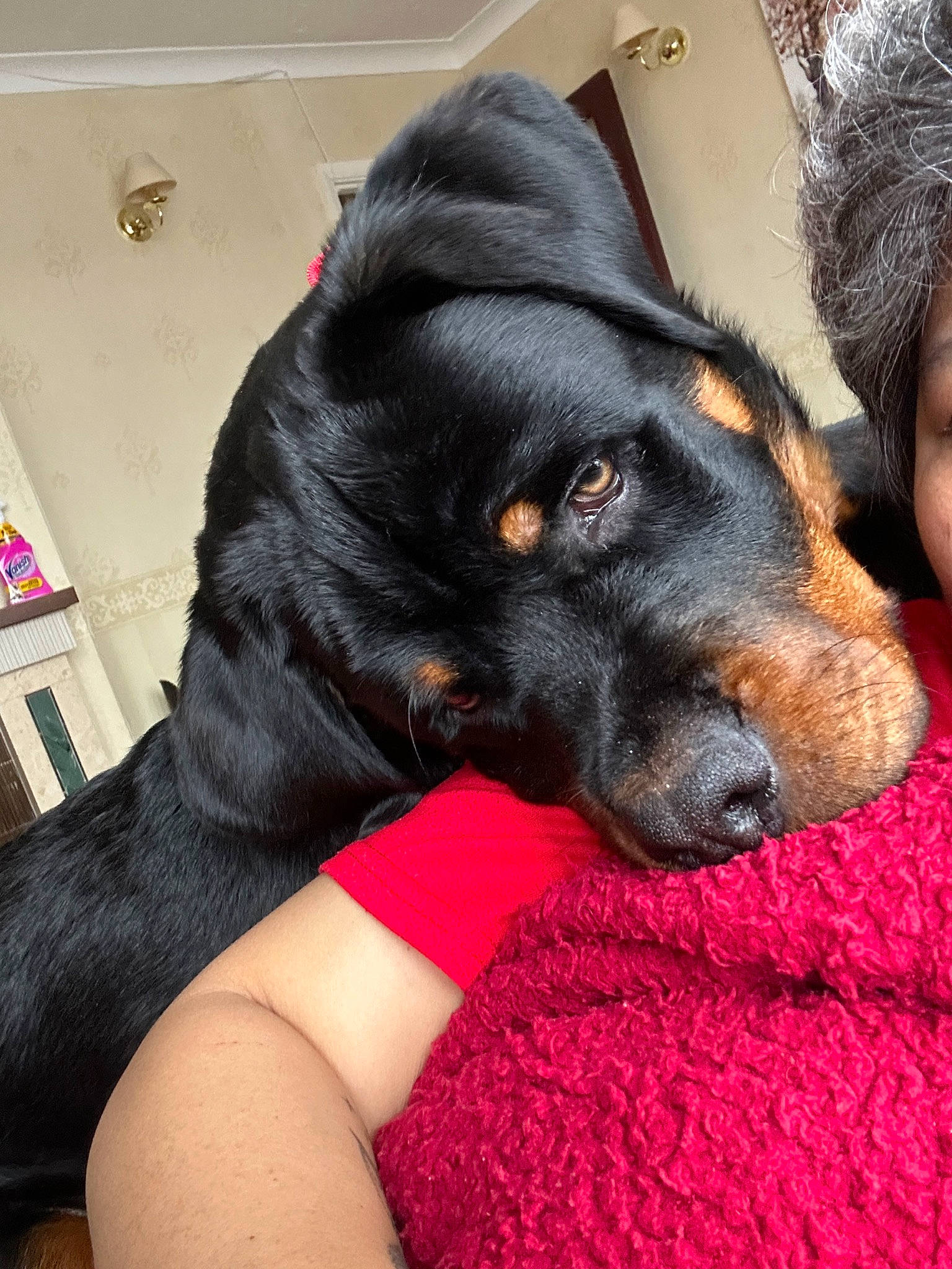 Max is registered to the contest to win money with this photo: canidae, carnivore, comfort, companion_dog, couch, dog, dog_breed, ear, elbow, fawn, fur, guard_dog, human_leg, nap, rottweiler, snout, sporting_group, whiskers, working_animal, wrist