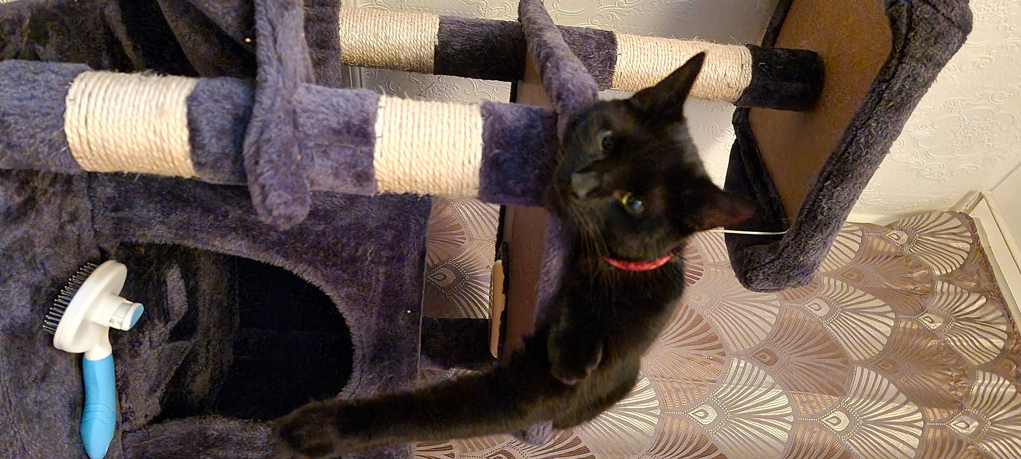 Sakura joined the competition — help win amazing prizes! armrest, automotive_tire, black_cat, bombay, carnivore, cat, cat_supply, chair, comfort, domestic_short_haired_cat, felidae, flooring, fur, grey, pet_supply, small_to_medium_sized_cats, snout, tail, whiskers, wood