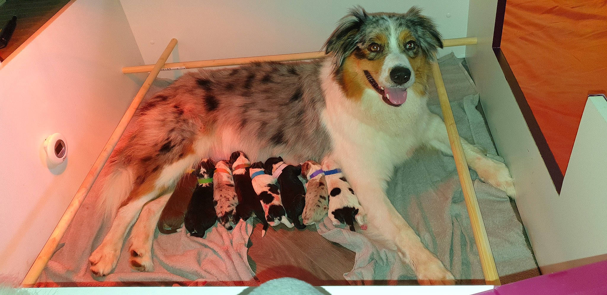 Olia a rejoint le concours — aidez-le/la à gagner de superbes lots ! australian_collie, australian_shepherd, border_collie, canidae, carnivore, companion_dog, dog, dog_breed, koolie, mammal, miniature_australian_shepherd, rare_breed_dog, scotch_collie, vertebrate, working_dog