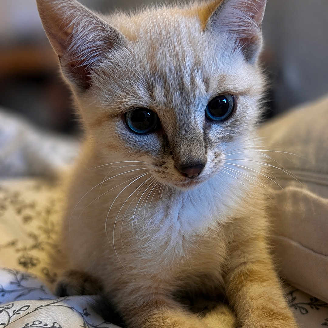Isis a rejoint le concours — aidez-le/la à gagner de superbes lots ! cat, kitten, animal, pet, feline, blue_eyes, wide_eyes, ears, whiskers, fur, cream_fur, face, portrait, close_up, indoors, blanket, bedding, floral_pattern, sitting, cute