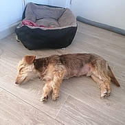 Rouxy a rejoint le concours — aidez-le/la à gagner de superbes lots ! animal, brown_fur, cozy, dog, dog_bed, home, indoors, lying_down, pet, pet_bed, photography, portrait, relaxed, resting, room, scruffy_dog, sleeping, small_dog, tan_fur, wood_floor
