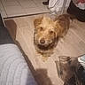 brown_eyes, brown_fur, canine, curious, cute, dog, floppy_ears, furniture, golden_coat, home, indoors, looking_up, pet, pet_bed, portrait, shaggy_fur, snout, standing, tiled_floor, wooden_floor