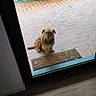 Rouxy participe au concours pour gagner de l'argent avec cette photo : brick_paving, dog, doormat, doorway, flooring, flowers, garden, glass_door, greenery, home, indoor_outdoor, outdoor, patio, pet, portrait, scruffy_dog, sitting, small_dog, tan_fur, waiting