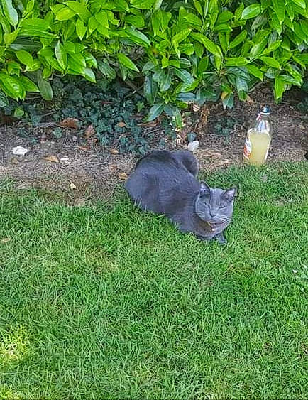 Grisouille a rejoint le concours — aidez-le/la à gagner de superbes lots ! canidae, carnivore, cat, domestic_short_haired_cat, felidae, garden, grass, grass_family, groundcover, herb, lawn, plant, small_to_medium_sized_cats, soil, tail, terrestrial_animal, whiskers, wildlife, yard