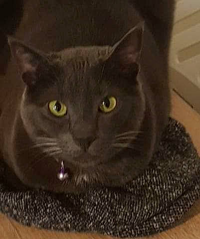 Grisouille participe au concours pour gagner de l'argent avec cette photo : carnivore, cat, cat_supply, domestic_short_haired_cat, felidae, fur, grey, small_to_medium_sized_cats, snout, terrestrial_animal, whiskers