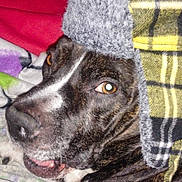 Tuff is registered to the contest to win money with this photo: dog, plaid_hat, blanket, indoor, pet, closeup, brown, white, black, fur, canine, face, headwear, resting, comfort, domestic_animal, expression, relaxed, portrait, animal