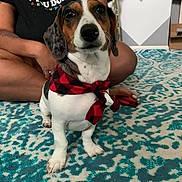 Ollie is registered to the contest to win money with this photo: dog, scarf, indoor, carpet, person, sitting, black_shirt, patterned_rug, white, brown, black, pet, cute, small_dog, home, floor, casual, relaxed, companion, animal
