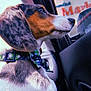 Ollie joined the competition — help win amazing prizes! dog, pet, bow_tie, car_interior, window, side_view, close_up, fur, collar, plaid, seat, canine, looking_out, indoor, animal, cute, domestic_animal, portrait, travel, companion