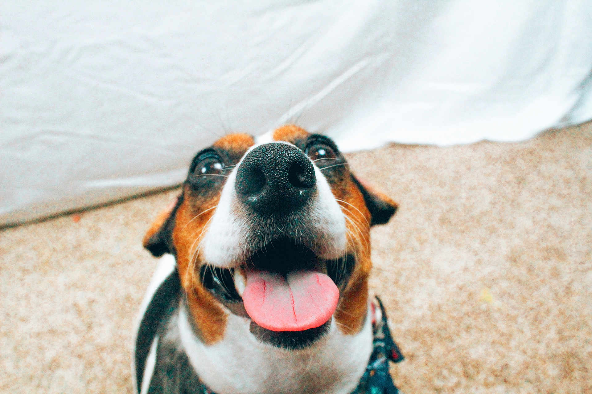 Ollie